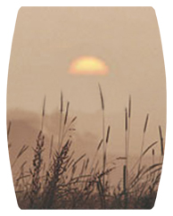 DAREC 334 BZ Harvest Sunrise Bronze